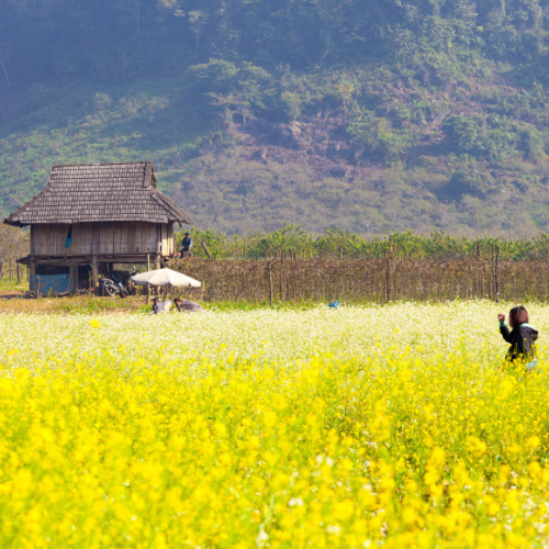 Moc Chau Vietnam