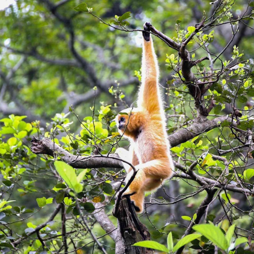 Cuc Phuong National Park